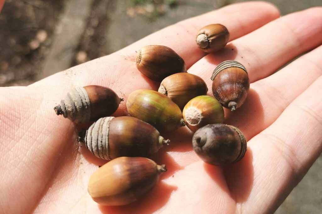 近所の公園でどんぐりを拾って、おいしくいただく