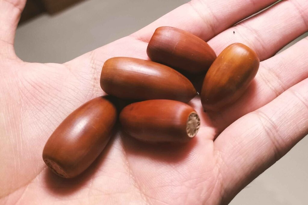 どんぐり様　確認用です。 近所の公園でどんぐりを拾って、おいしくいただく