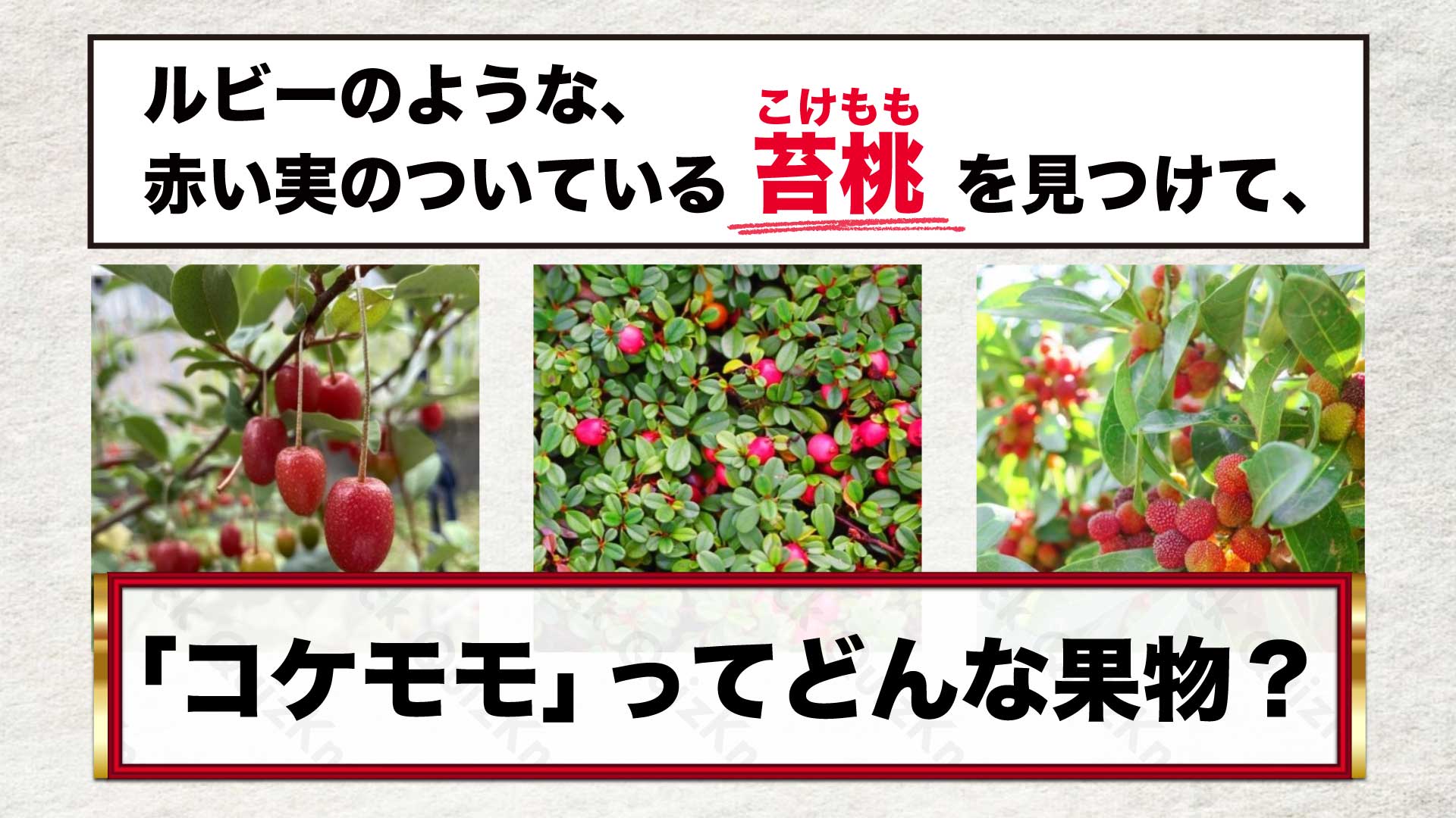 「コケモモ」ってどんな果物？「文学に出てきがちなカタカナ語」クイズ